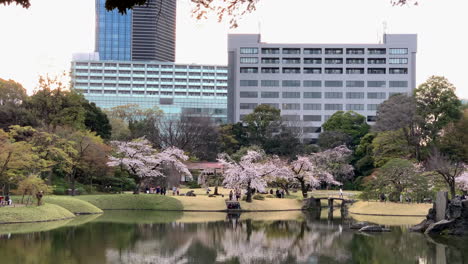 Entspannende-Zeit-Am-See-Des-Botanischen-Gartens-Koishikawa-Mit-Kirschbäumen,-Die-Sich-Im-Wasser-Spiegeln