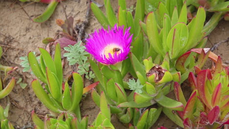 Bee-on-purple-ice-plant-flower-collecting-nectar-and-pollen-closeup