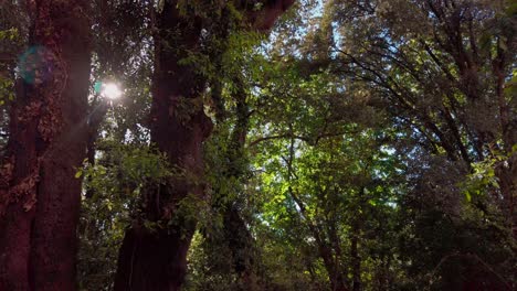Relájate-Y-Busca-El-Sol-Entre-Dos-árboles-En-Un-Bosque-Verde,-Hermosa-Luz-Del-Sol,-Pan-A-La-Izquierda-4k-60fps