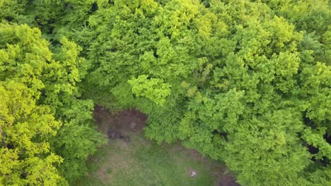 Very-dense-green-forest-mixed-trees---view-from-above,-aerial-footage-with-no-spaces,-very-tight