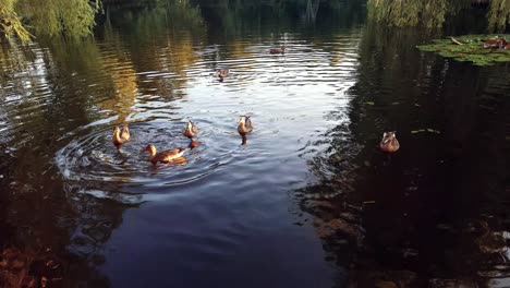Enten-Schwimmen-Zusammen-Auf-Einem-See-Mit-Wunderschönen-Blättern-Und-Farben-2