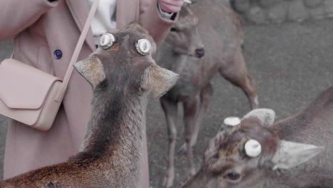 Deer-eating-crackers-in-Nara-Park