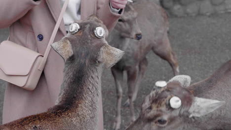 Hirsche-Fressen-Cracker-Im-Nara-Park