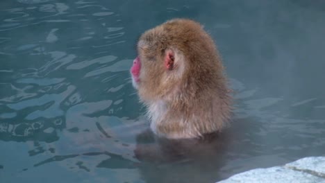 Affen-Onsen,-Video-Aufgenommen-In-Hakodate-–-Februar-2019-Nahaufnahme-Eines-Affen,-Der-Sich-In-Der-Heißen-Quelle-Amüsiert,-Affe,-Der-Sich-Im-Onsen-Bewegt