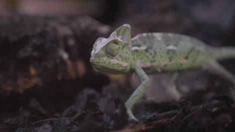 A-Veiled-Chameleon-walking-in-its-terrarium-in-slow-motion