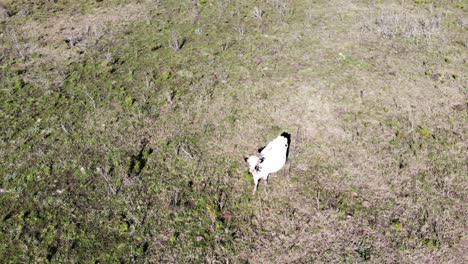 Aerial-view-of-the-countryside-with-a-white-cow-watching