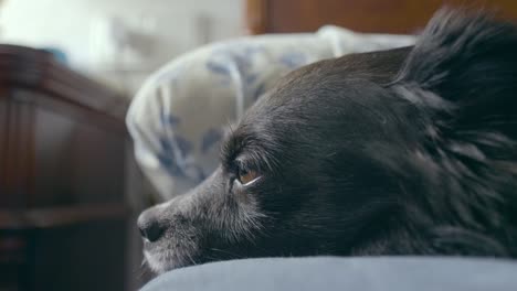 Ein-Süßer-Schwarzer-Hund-Mit-Braunen-Augen,-Der-Kurz-Davor-Steht,-Im-Bett-Einzuschlafen,-Erhält-Einen-Kuss-Von-Seinem-Jungen-Besitzer