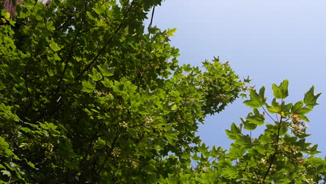 A-blue-sky-and-green-tree