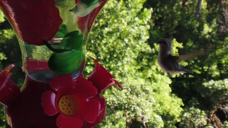 In-a-backyard-in-the-suburbs,-A-tiny-humming-bird-with-green-feathers-hovers-around-a-bird-feeder-in-slow-motion-getting-drinks-and-eventually-flying-away