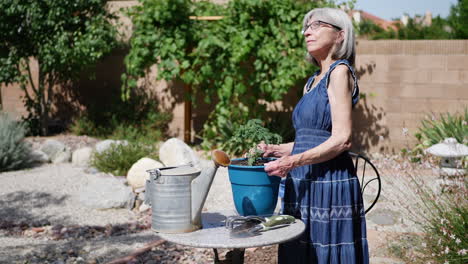 Eine-Schöne-Alte-Gärtnerin-Im-Rentenalter,-Die-In-Zeitlupe-Bei-Sonnenschein-Eine-Bio-Tomatenpflanze-Pflanzt