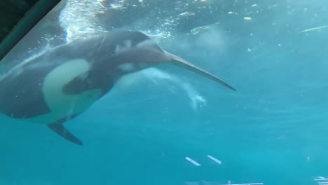 Una-Mirada-De-Cerca-A-Una-Orca-Adulta-Nadando-En-El-área-De-Observación-De-Sea-World-San-Diego