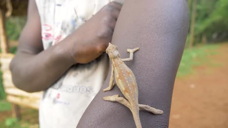 A-chameleon-climbing-up-the-arm-of-an-African-in-a-rural-village