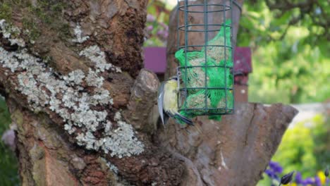 Tit-bird-with-yellow-and-grey-feathers-hanging-on-feeder-eating-seeds-in-garden,-handheld-during-daytime