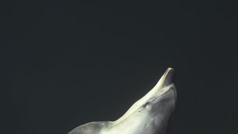 Close-up-of-a-bottlenose-dolphin-swimming-in-front-of-a-boat-jumping-out-of-the-water