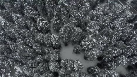 Aerial-Top-Down-shot-above-large-pine-trees-covered-with-white-snowflakes-right-after-a-heavy-snowfall-during-the-winters-shot-with-a-drone-in-4k