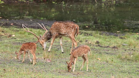The-Cheetal-Deer-feed-on-the-Green-Grass-near-water-during-the-summer-months-in-the-Jungle-called-Kanha-in-India