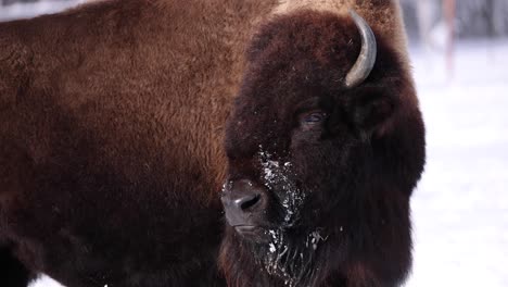 bison-looking-backwards-turns-and-looks-at-you-slomo