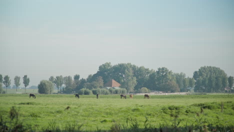Long-Shot-of-Group-of-Horses-in-Animal-Farm,-Staying-as-a-Captive,-Chewing-Grass-on-Green-Fields-in-slowmo