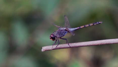 Dolly-Shot-of-a-Purple-Dragonfly-Resting-on-a-Stick