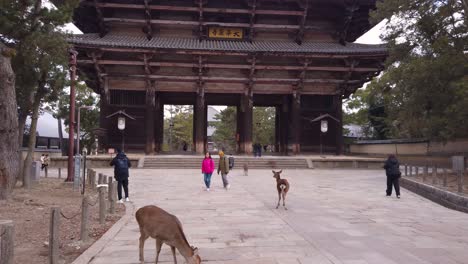 Slow-tilt-up-in-early-morning-before-crowds-arrive-at-wooden-gate-to-Todaiji-at-Nara-Park