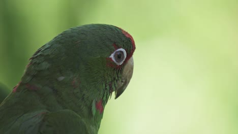 Side-close-up-of-head-of-mitred-parakeet-with-blurry-green-background