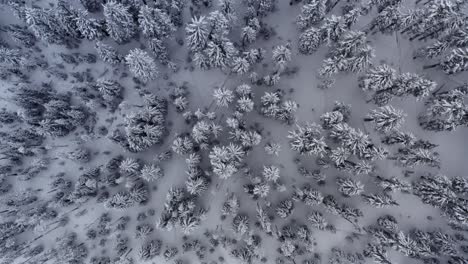 Luftaufnahme-Eines-Dichten-Waldes,-Der-Mit-Schnee-Und-Eis-Bedeckt-Ist