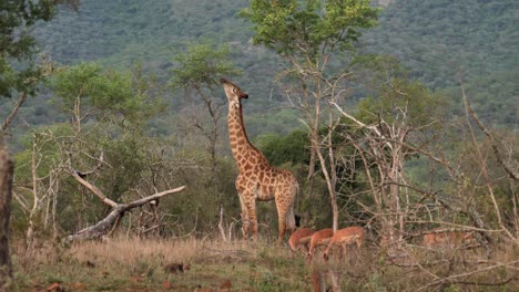 Adult-Giraffe-towers-over-Impala-as-it-grazes-tree-top-leaves,-Africa