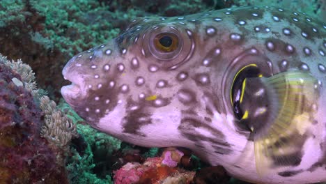 White-spotted-puffer-on-coral-reef,-close-up-shot