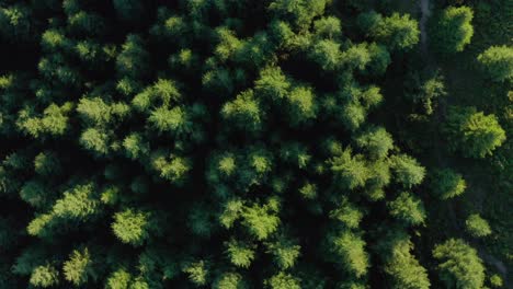 Top-View-Of-Green-Trees-In-A-Coniferous-Forest-On-A-Sunny-Day---orbiting-drone-shot