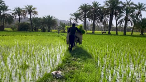 Persian-farmer-Baluch-man-Ride-Donkey-Loaded-by-Bunch-of-Rice-Plants-through-Rice-Paddy-Palm-trees-Visible-in-Background-Landscape-in-Day-time-Beautiful-Sunshine-in-Mountain-Nature-with-Local-People