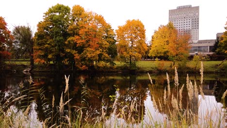 Spectacular-autumn-season-view-of-small-lake-with-golden-trees-reflected-on-calm-water-with-skyscrapers-in-the-distance-of-Riga-city