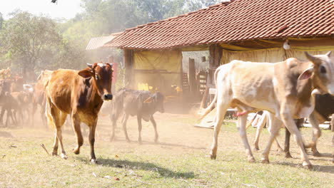 Rebaño-De-Ganado-Caminando-Por-El-Medio-De-La-Granja