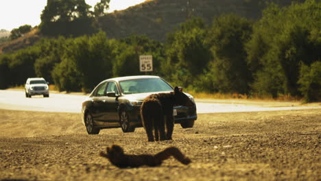 Cachorro-De-Oso-Bebé-Deambulando-Por-La-Autopista-De-California,-Perdido-Debido-A-La-Deforestación