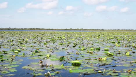 Beautiful-sight-of-green-water-lilies-in-the-waters-of-the-Danube-Delta---close-up