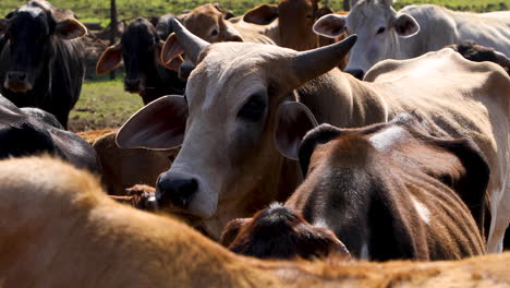 Vacas-Pastando-En-Una-Pequeña-Granja-En-El-Campo