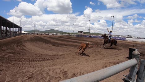 A-roped-steer-runs-toward-the-chute-that-leads-to-the-cow-pens