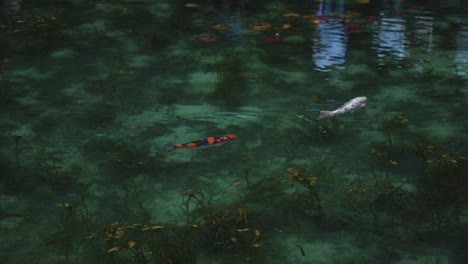 Beautiful-Koi-Swimming-through-Colorful-Nameless-Pond-in-Seki,-Gifu-Japan