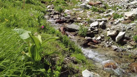 Calm-stream-in-the-mountains,-Alpine-rose,-grass-and-stones