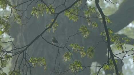 chestnut-sided-warbler-bird-perches-on-tree-branch-in-misty-day
