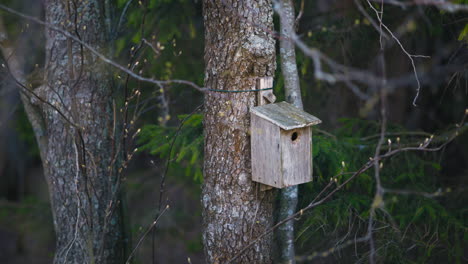 Slow-pan-of-birdhouse-on-tree-trunk-in-forest-in-Finland,-shallow-DOF