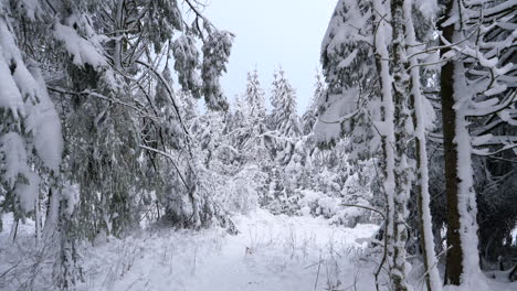 Static-shot-of-winter-landscape-with-snow-covering-coniferous-trees