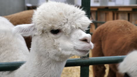 Close-up-shot-of-Alpaca-face-on-farm