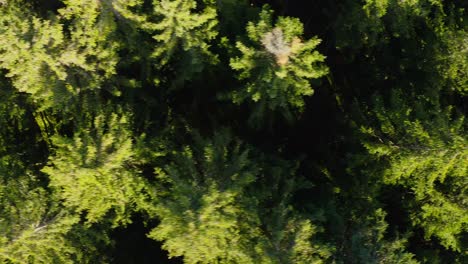 Top-down-panning-shot-over-green-conifer-treetops-from-low-range-filmed-by-a-drone-in-4k