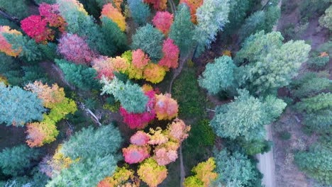 Cinematic-downward-angle-drone-shot-of-bright-colored-trees-on-Mount-Lemmon-Arizona