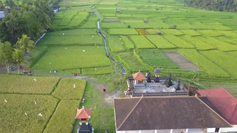 Bali-Countryside-agricultural-Rice-fields-lush-greenness,-in-Indonesia---Aerial-Ascend-Fly-over-shot