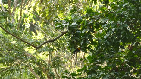 Two-yellow-backed-orioles-in-a-tree,-Gamboa-Rainforest-Reserve,-Panama,-wide-shot