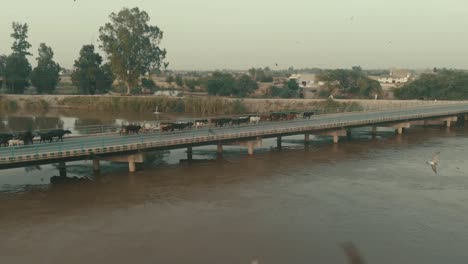 Vacas-Cruzando-El-Puente-Sobre-El-Río-En-Karachi,-Pakistán