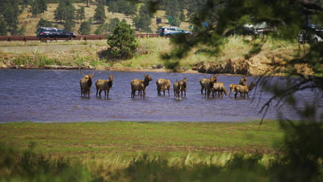 Manada-De-Alces-Caminando-En-Un-Lago-Poco-Profundo-Por-Carretera-Con-Un-Toque-De-Corneta-Macho-Y-Vacas-Hembra-Y-Ternero-4k-60p