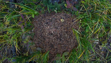Ameisenhaufen-Von-Oben-Im-Zeitraffer
