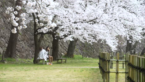 Two-young-Asian-women-having-lunch-snacks-on-bench-under-beautiful-blooming-sakura-trees-in-Kanazawa-during-sakura-season